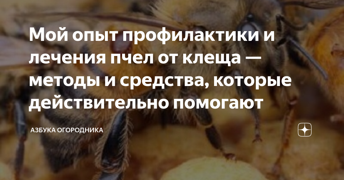 Алтайские ученые предложили лечить пчел с помощью хвойной муки