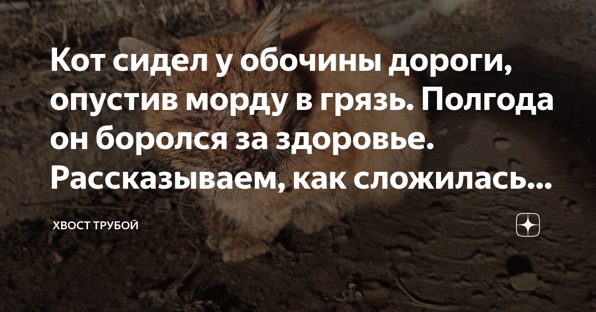 Кот сидел у обочины дороги, опустив морду в грязь. Полгода он боролся ...