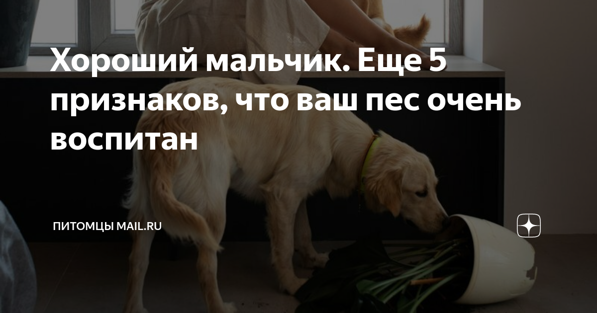 хороший мальчик собака
