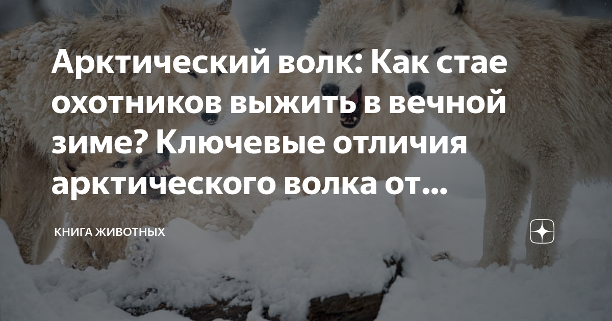 Арктический волк: Как стае охотников выжить в вечной зиме? Ключевые ...