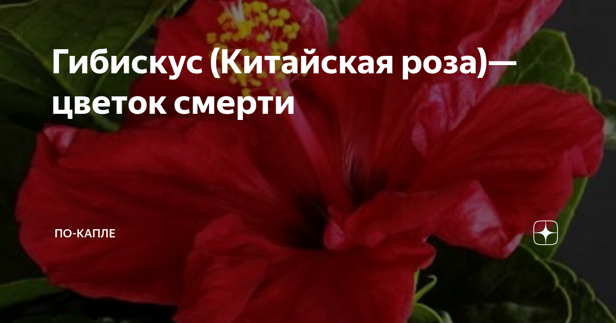Отзыв о Комнатный цветок "Гибискус" (китайская роза) Тайны гибискуса - цветок жи