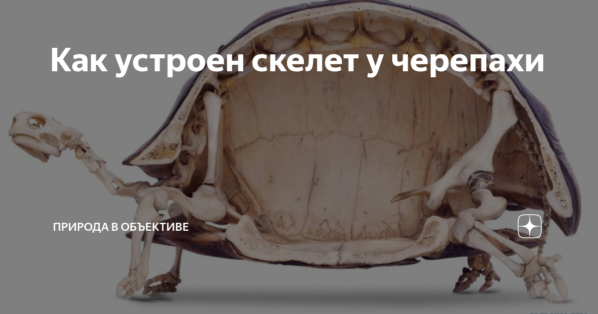 Черепаха внутри панциря как выглядит Скелет черепахи фото - VsePhoto.ru