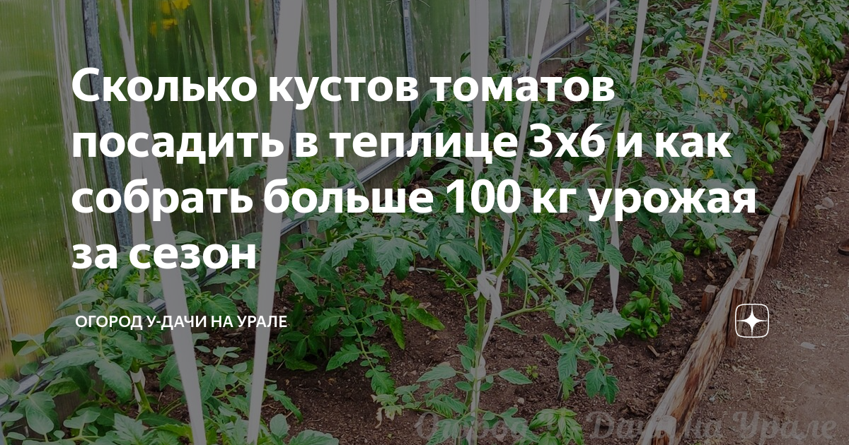 Сколько кустов томатов можно посадить. Посадка помидор в 6 метровой теплице. Сколько кустов томатов сажать в теплицу 3х6. Сколько помидор сажать в теплицу 3 на 6. Сколько томатов посадить в теплицу 3х6.
