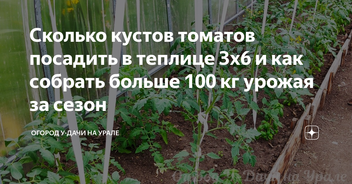 Сколько кустик. Посадка помидор в 6 метровой теплице. Сколько кустов томатов сажать в теплицу 3х6. Сколько помидор сажать в теплицу 3 на 6. Сколько томатов посадить в теплицу 3х6.