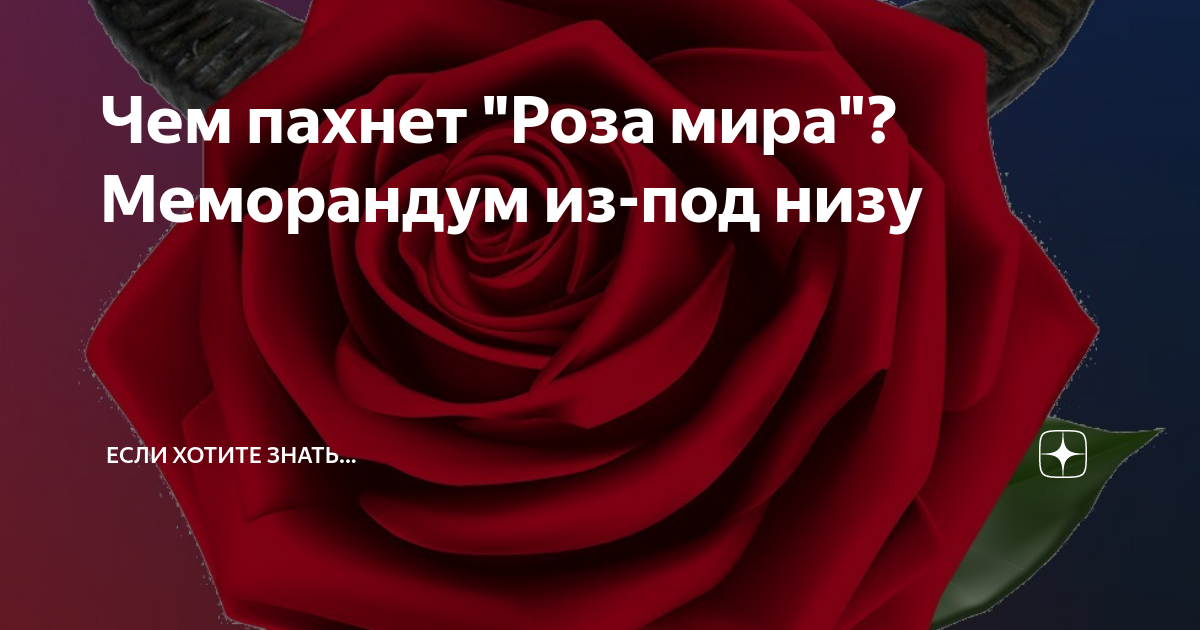 Чем пахнет Роза мира? Меморандум из-под низу | Если хотите знать... | Дзен