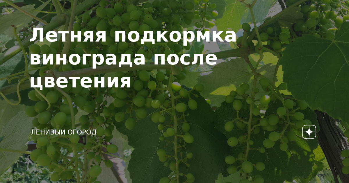 Удобрение для винограда летом. Подкормка винограда. Подкормка винограда перед цветением. Зацветала у лозы лоза текст.