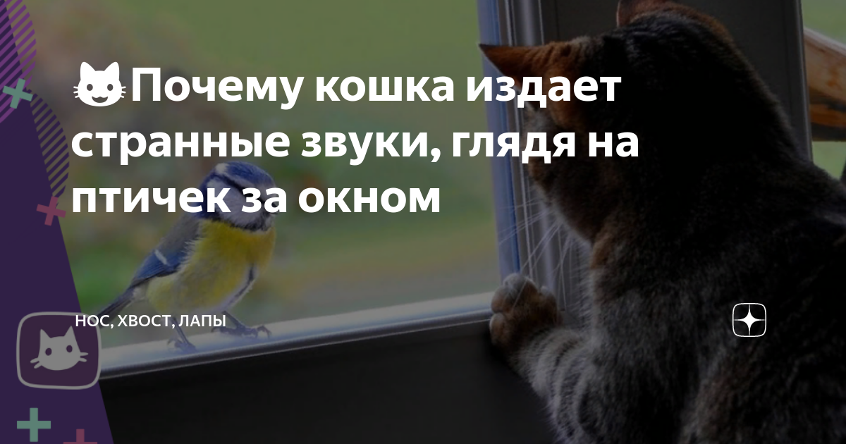 😺Почему кошка издает странные звуки, глядя на птичек за окном | Нос ...