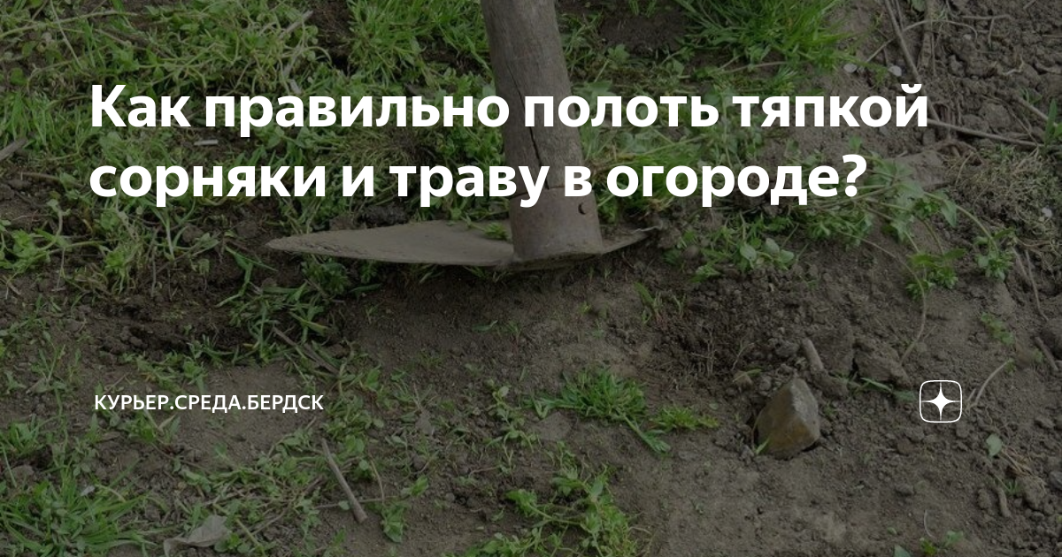 Как правильно полоть тяпкой сорняки и траву в огороде? | Драга.Лайф | Дзен
