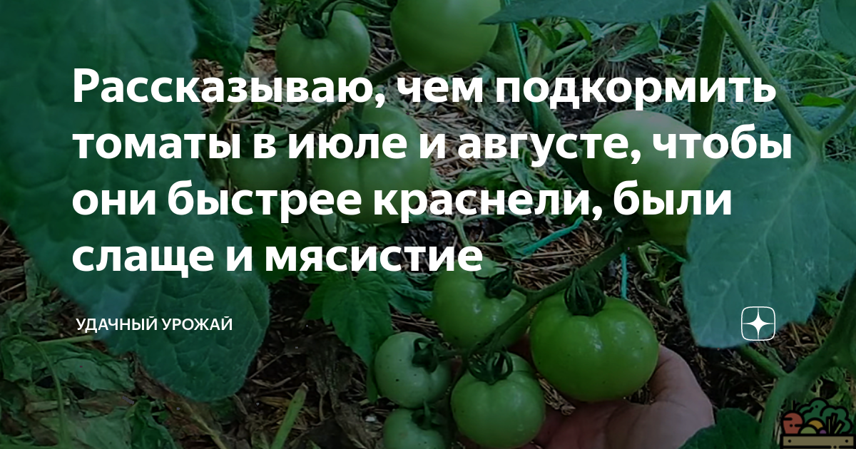 Чем удобрить помидоры при цветении. Чем подкормить помидоры чтобы быстрее краснели. Чтобы быстрее краснели помидоры. Чем подкормить помидоры чтобы краснели в теплице. Чтобы помидоры быстрее краснели после сбора дома.