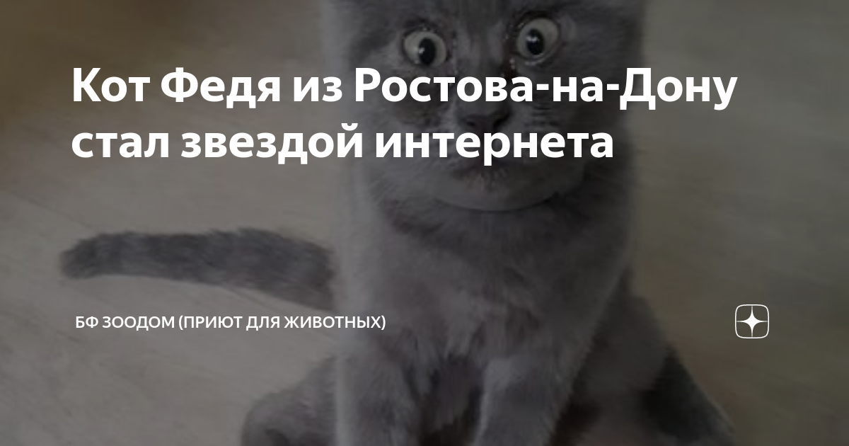 Кот Федя из Ростова стал звездой благодаря необычной внешности КотДог Дзен