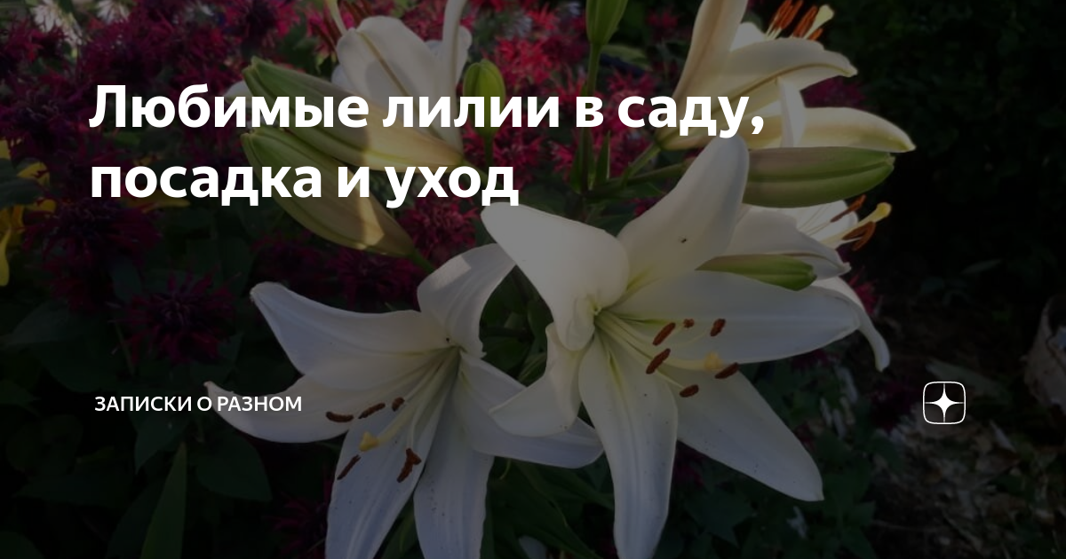 Сколько времени цветет лилия. Сколько времени цветет лилия