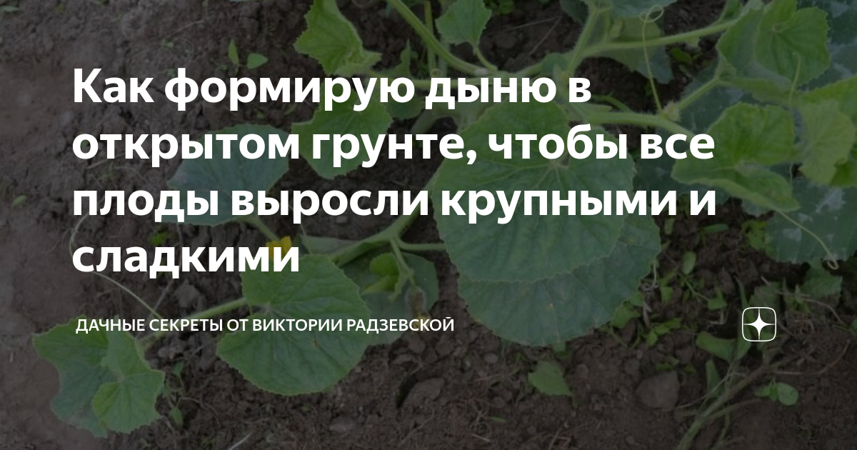 Как формирую дыню в открытом грунте, чтобы все плоды выросли крупными и ...