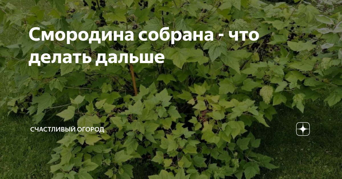 Красные ягоды в руках от болезней. Желтеют листья черной смородины. Собирай смородину песня. Сами собрали смородина в лесу. Собирай смородину песня.