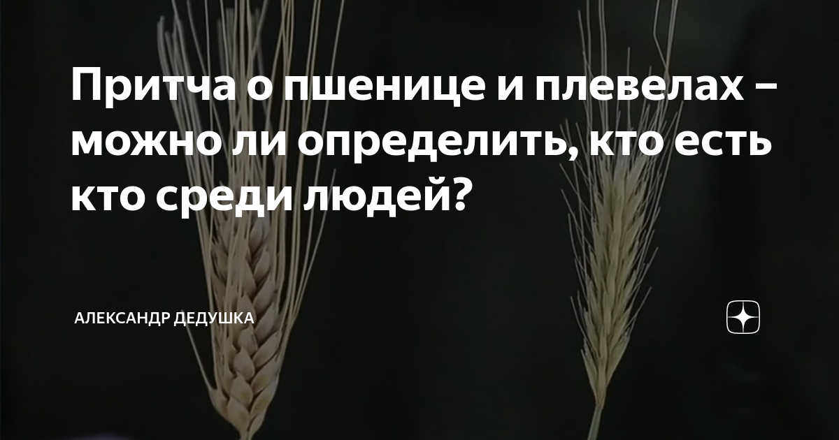 Притча о пшенице и плевелах – можно ли определить, кто есть кто среди ...