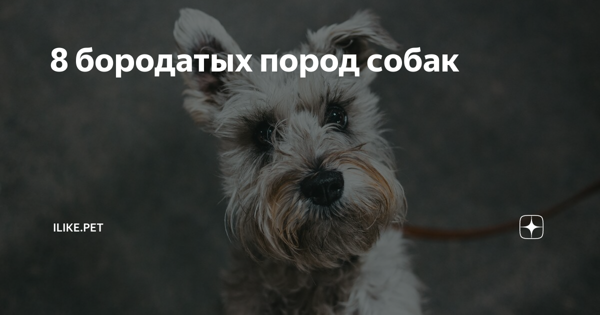 Волосатые породы собак Журнал Четыре лапы и хвост