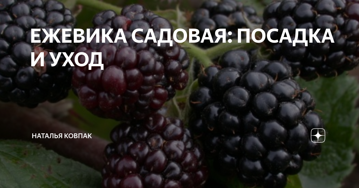 Преимущества и недостатки различных сортов ежевики