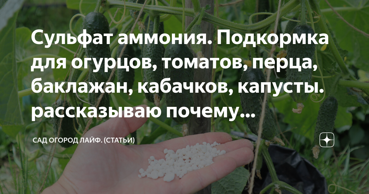 Сульфат калия удобрение применение на огороде для томатов и огурцов летом в теплице из поликарбоната