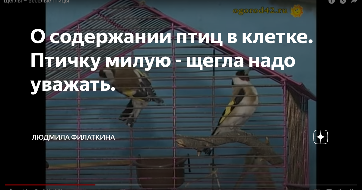 Закон о содержании птиц. Закон о содержании птиц