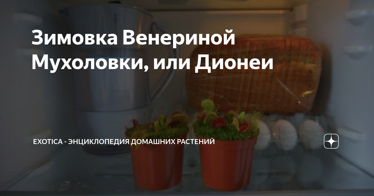 Зимовка Венериной Мухоловки, или Дионеи | Exotica - энциклопедия ...