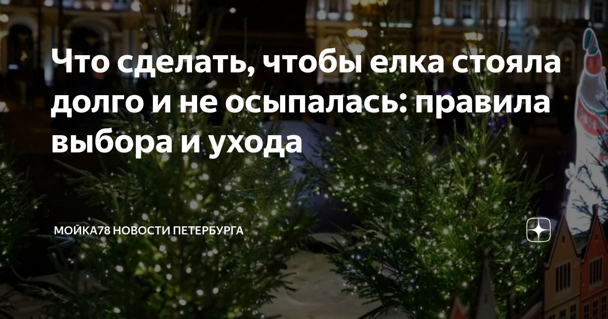 Что сделать, чтобы елка стояла долго и не осыпалась: правила выбора и ...