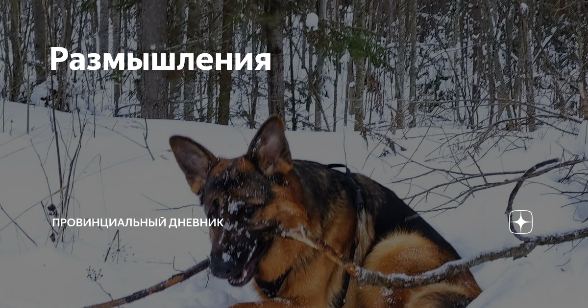 Размышления | Провинциальный дневник | Дзен