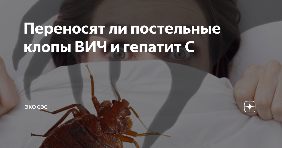 Переносят ли постельные клопы ВИЧ и гепатит С | Эко СЭС | Дзен