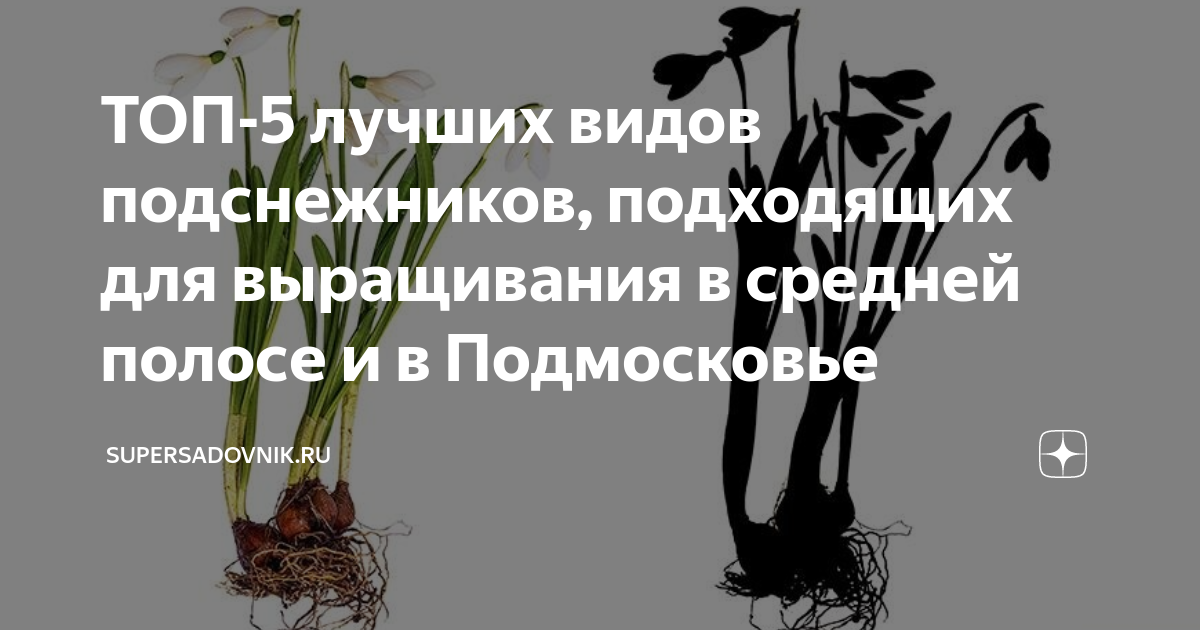 ТОП-5 лучших видов подснежников, подходящих для выращивания в средней ...