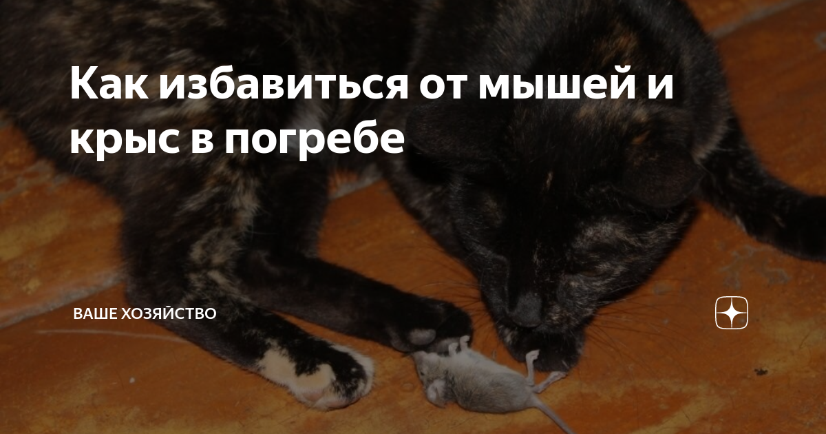 Как избавиться от мышей и крыс в погребе | Ваше хозяйство | Дзен