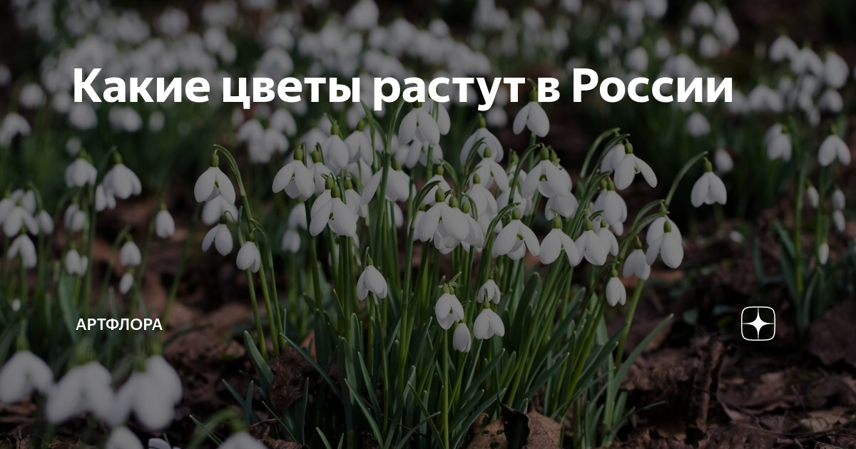 Какие цветы растут в России | АртФлора | Онлайн маркет букетов | Дзен