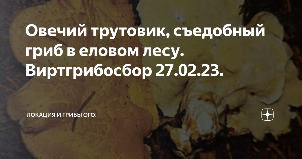 Овечий трутовик, съедобный гриб в еловом лесу. Виртгрибосбор 27.02.23 ...
