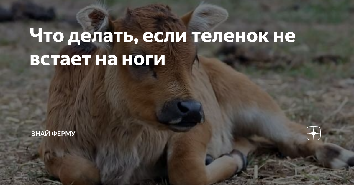 Теленок не встает что делать. Алиментарная остеодистрофия у животных. Диспепсия молодняка крс. Теленок не встает что делать. Теленок не встает что делать.