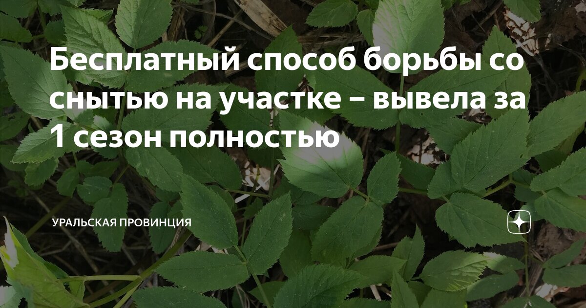 Бесплатный способ борьбы со снытью на участке – вывела за 1 сезон ...