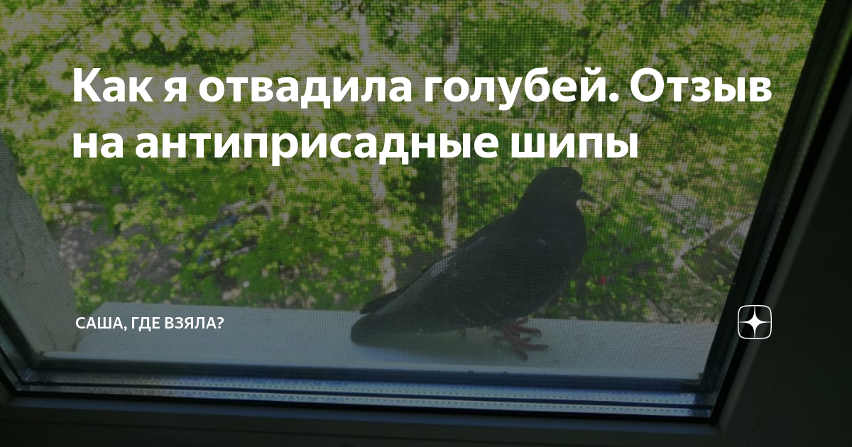 Как я отвадила голубей. Отзыв на антиприсадные шипы | Саша, где взяла ...