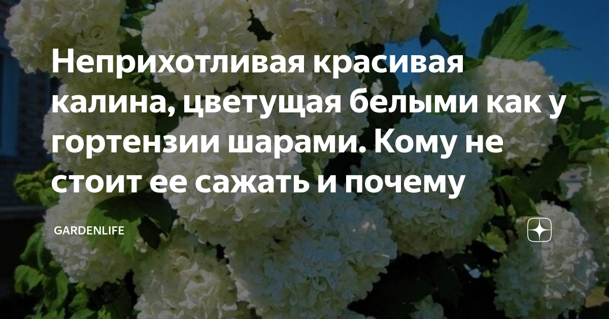 Калина с белыми шарами