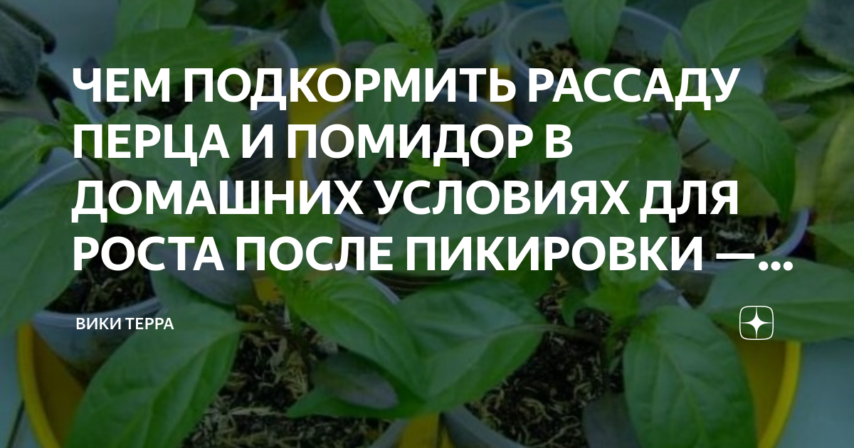 Можно сажать перец после томатов. Чем подкормить рассаду перцев для роста в домашних условиях.