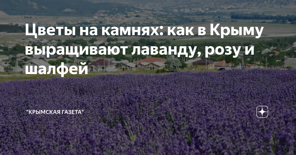 Что выращивают в крыму. Цветы на г выращивают в Крыму. Лаванда в Крыму где растет на карте. Выращивание в Крыму.