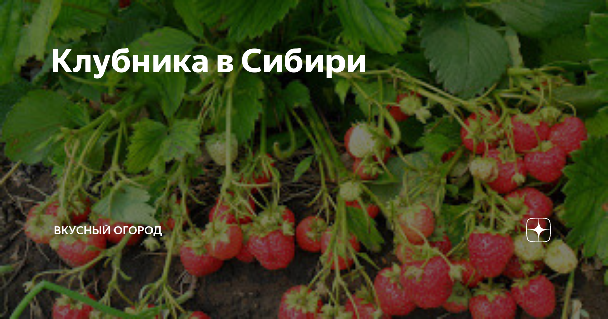 Клубника в Сибири | ВКУСНЫЙ ОГОРОД | Дзен