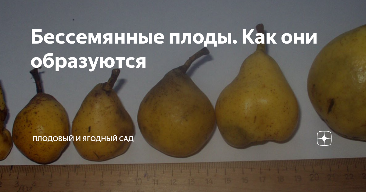 Бессемянные плоды. Как они образуются | Плодовый и ягодный сад | Дзен