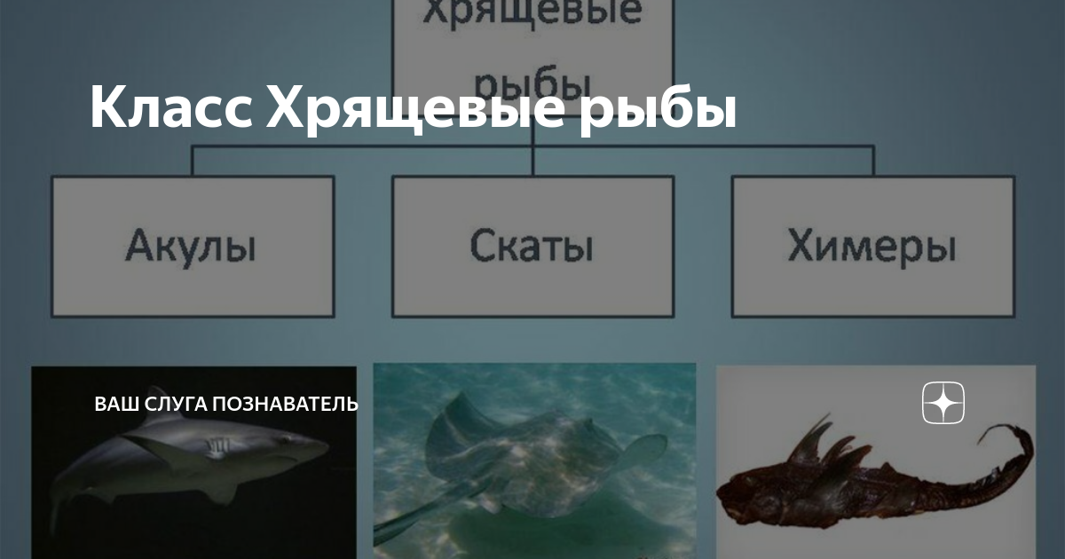 Форма тела торпедообразная представители катран морской. Класс хрящевые рыбы представители. Представители хрящевых рыб 7 класс. Биология представители класса хрящевые рыбы. Многообразие рыб: класс хрящевые рыбы.