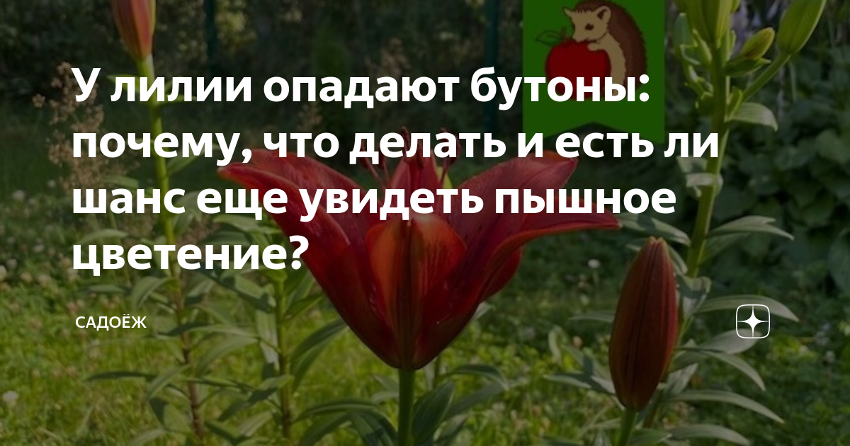 Лилии: почему опадают бутоны?