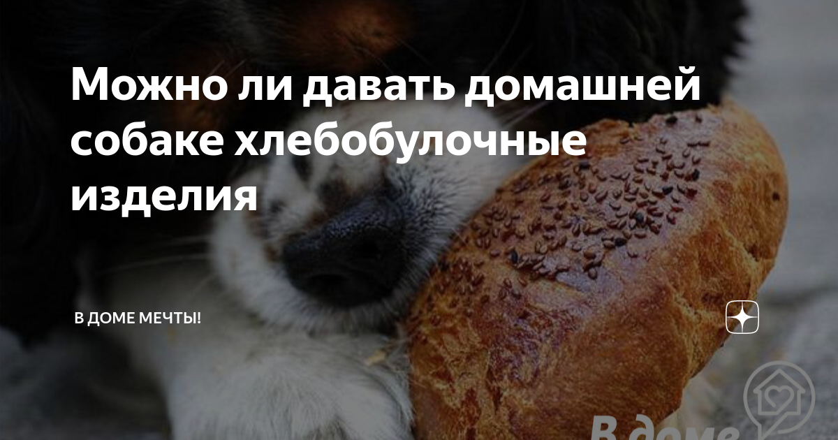 Можно ли собаке давать хлеб