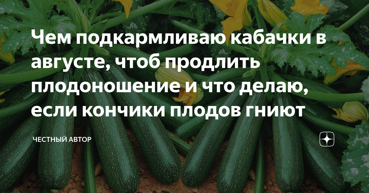 Чем подкормить кабачки в августе для плодоношения. Сколько по времени растут кабачки. Исследовательский проект кабачок для 4 класса. Через сколько см сажать кабачки. Промышленное выращивание кабачка книги.