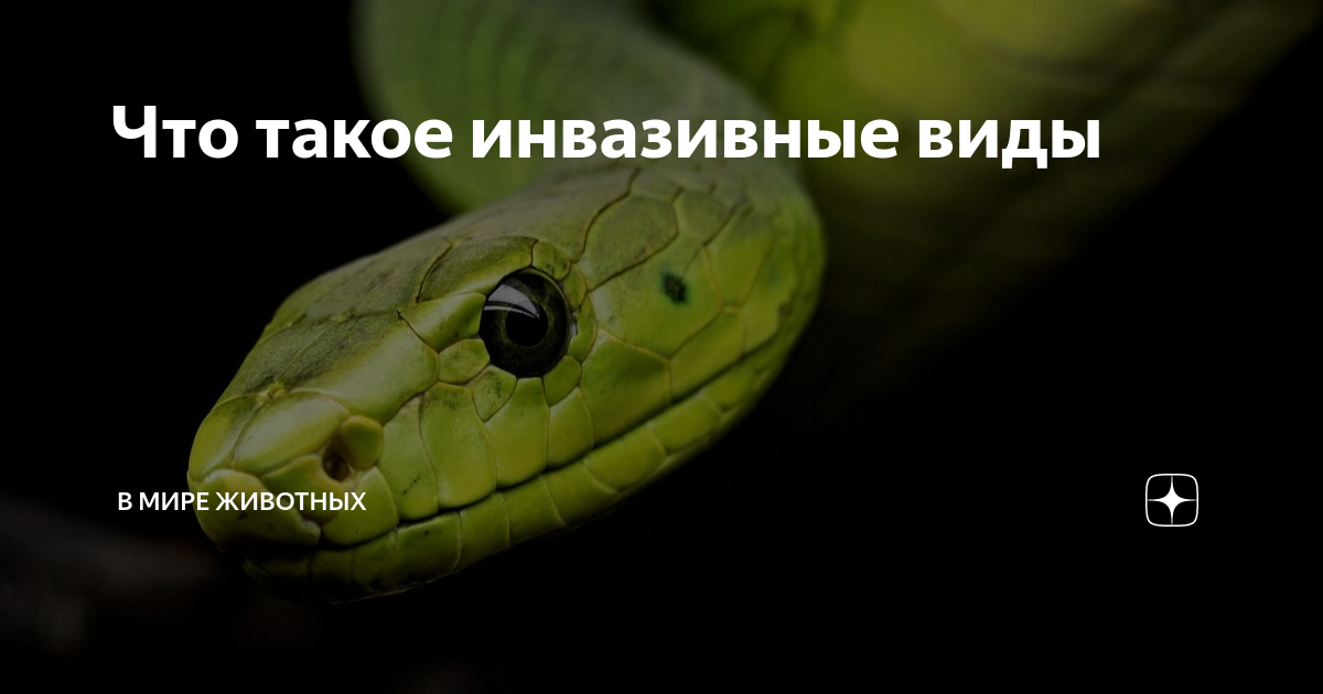 Что такое инвазивные виды | Факты | Дзен