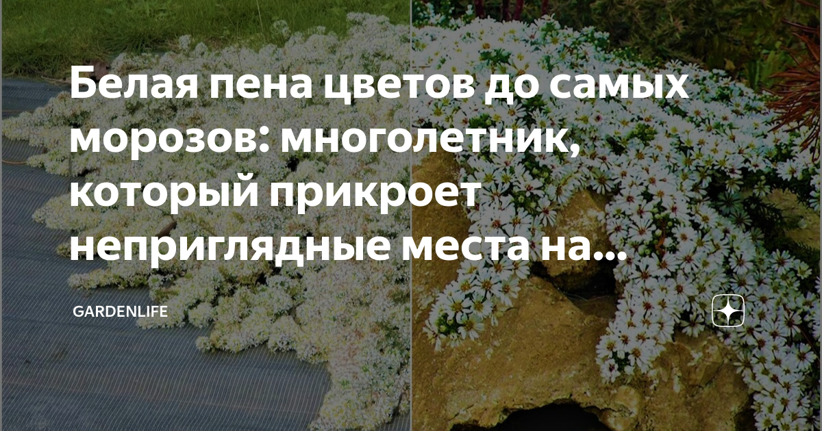 Белая пена цветов до самых морозов: многолетник, который прикроет ...