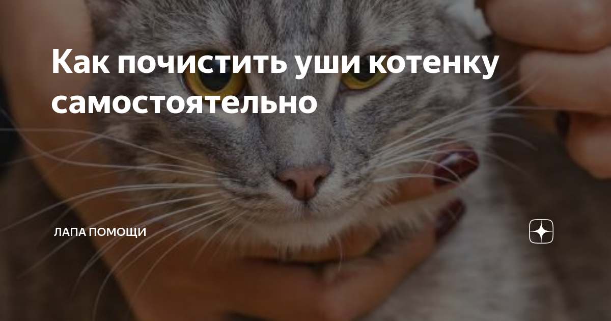 Как почистить уши кошке