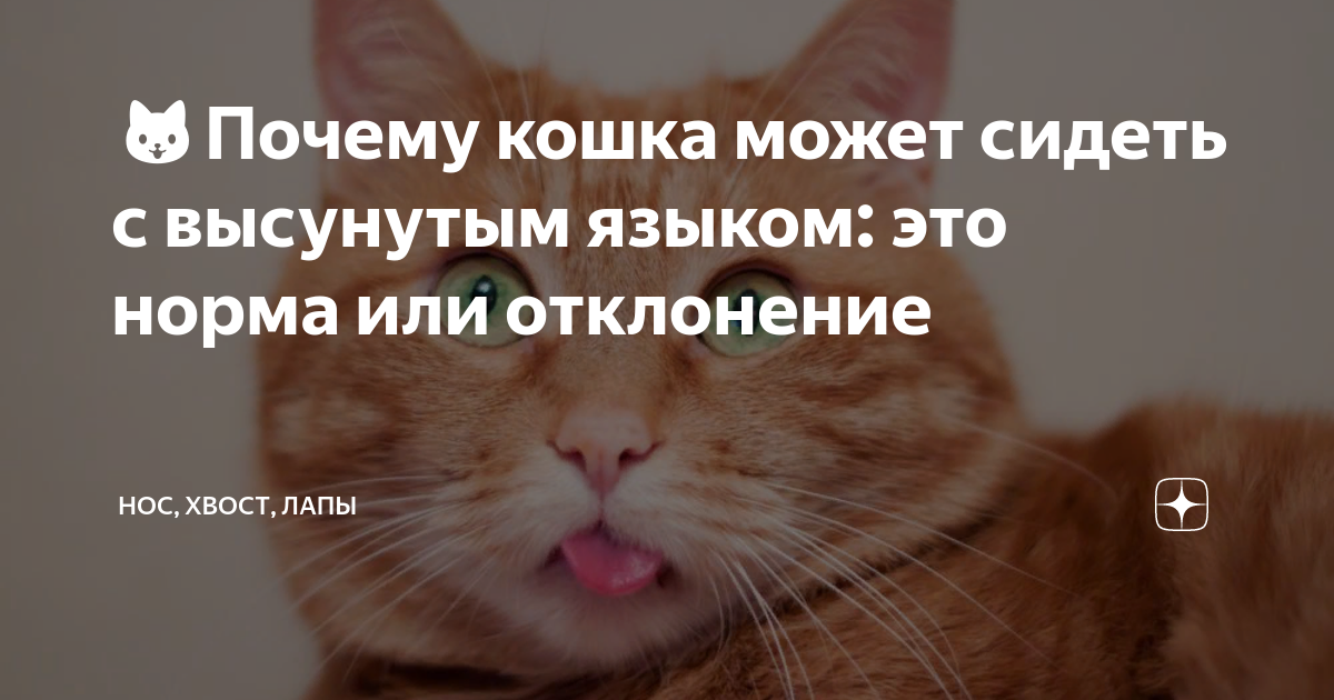Кот с высунутым язычком. Кошка забыла язык. Почему кошка вытаскивает язык. Кот с высунутым языком. Кот показывает язык.