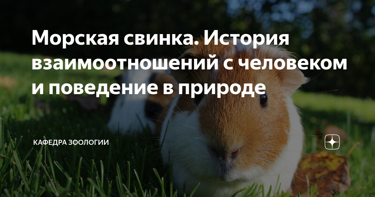 Морская свинка. История взаимоотношений с человеком и поведение в ...