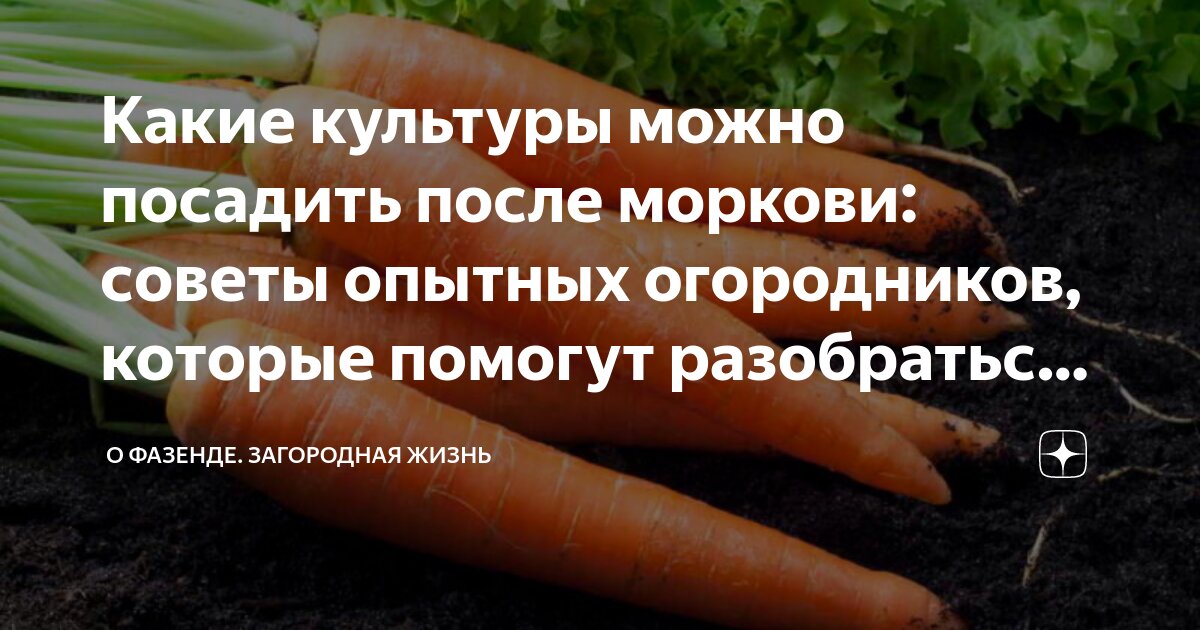 Что посадить после моркови. Что сажать после моркови. Что посадить после морковки. После чего сажать морковь на следующий год в открытом грунте. Какую морковку можно посадить в июле 20 числа.