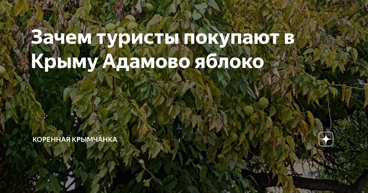Зачем туристы покупают в Крыму Адамово яблоко | Коренная крымчанка | Дзен