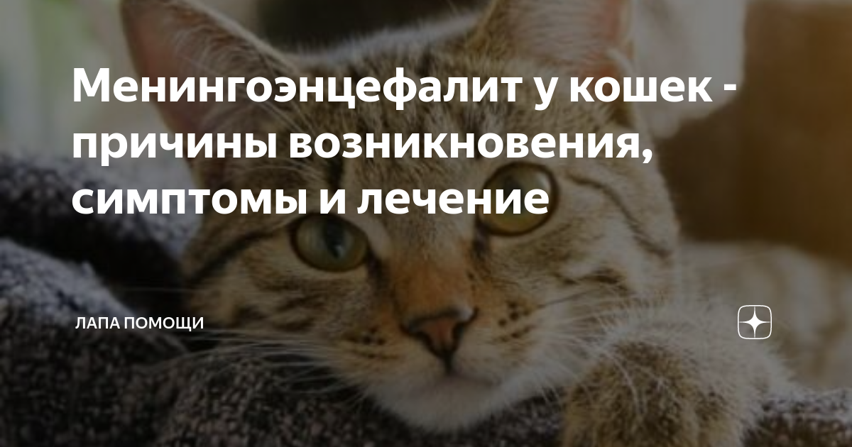 Менингит у кошки: симптомы, причины и методы лечения